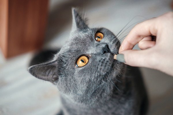 女性の手からご飯をあたえる猫