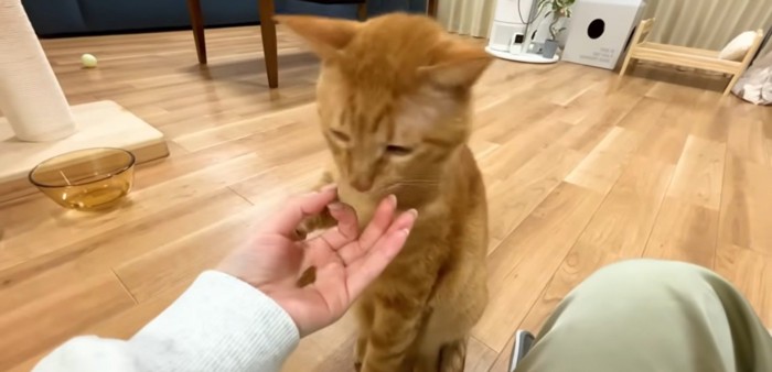 その後もうまくおやつをゲットするまるとらさん