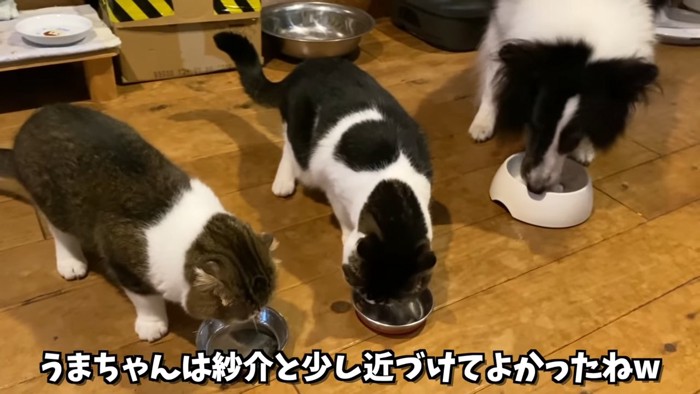 食事中の犬と猫