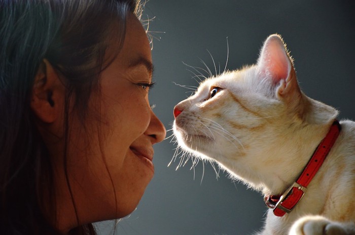 人間の鼻に近づく猫