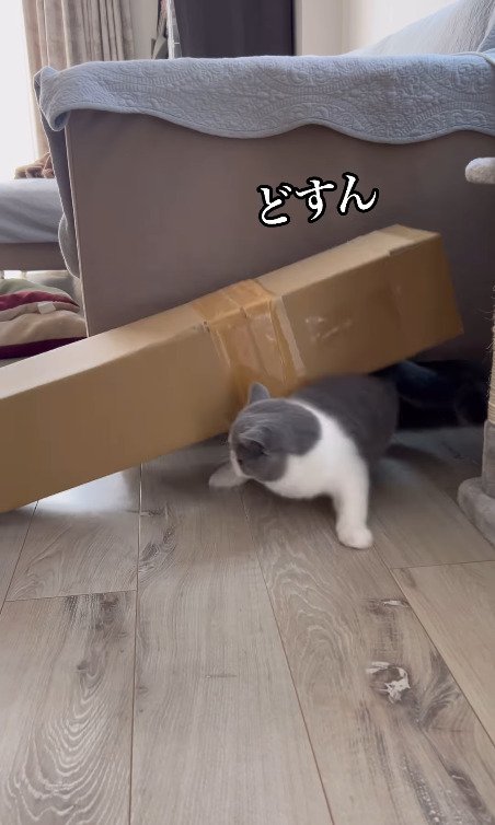 慌ててダンボールからすり抜ける猫