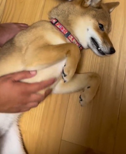 飼い主にお腹を撫でられる犬