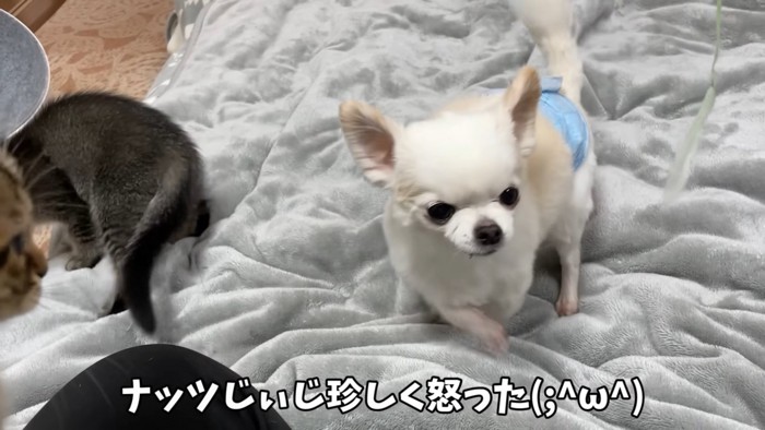 白い犬