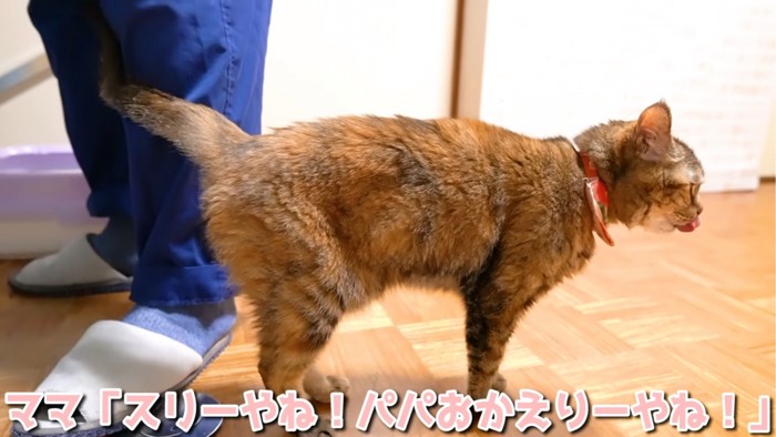 足元にすり寄る猫