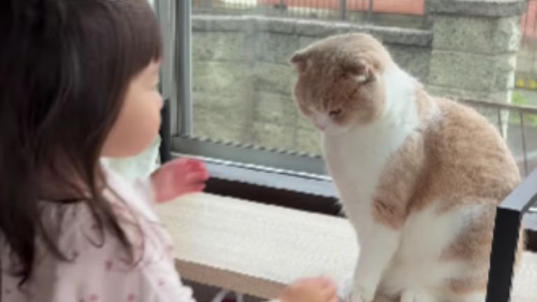 猫と女の子
