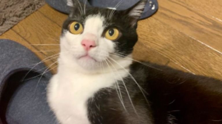 室内にいる猫