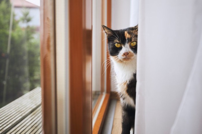 カーテンの裏からこちらを見る三毛猫