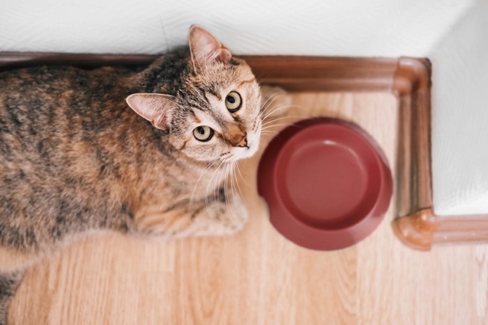 ご飯をねだる猫