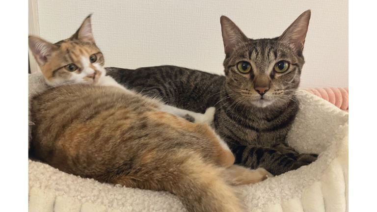 室内にいる猫たち