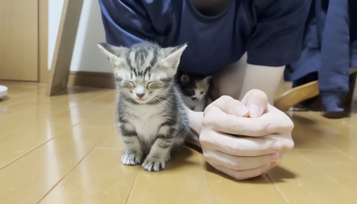 ウトウトなミックスくん