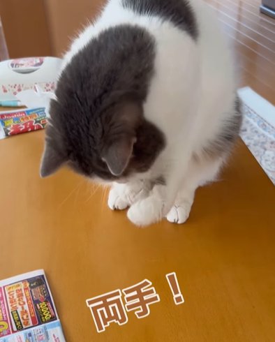 前足を口元から少し離す猫