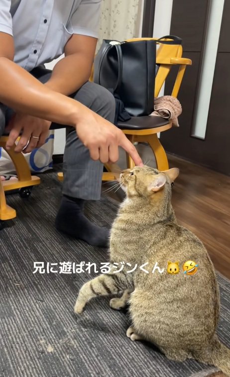 頭をつつかれるキジトラの猫