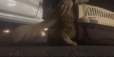 キャリーに入る茶トラ猫
