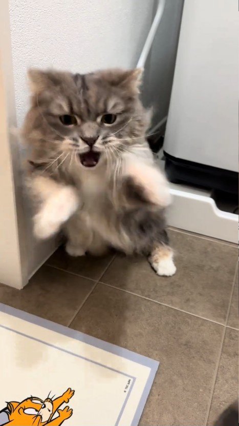 後ろ足で立つ猫