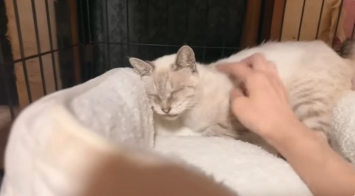 猫用ベッドの端でくつろぐシャムトラ猫