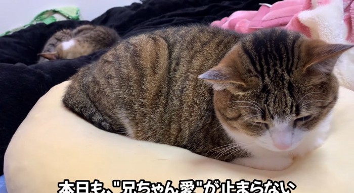 眠る猫