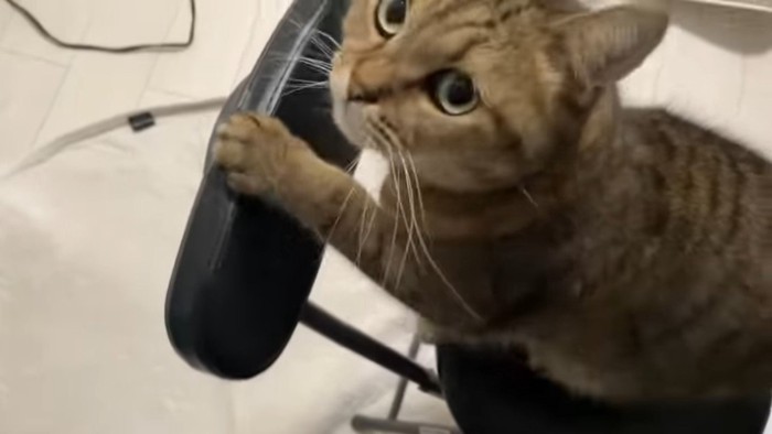 イスに前足をかけて