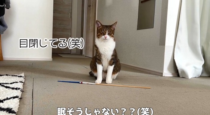 目を閉じる猫