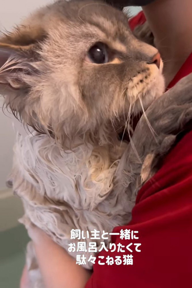 抱っこされる猫