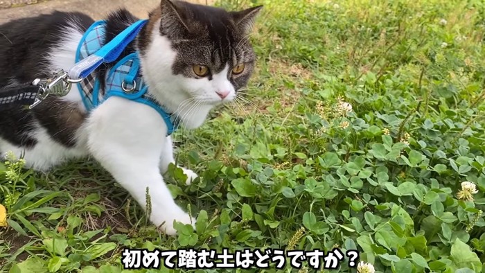 草の上をに立つ猫