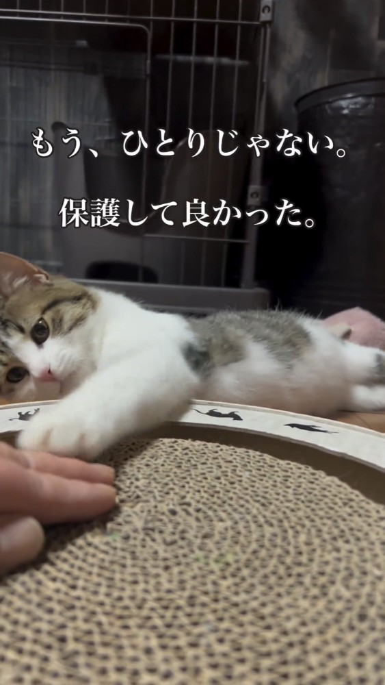 飼い主と遊ぶ猫