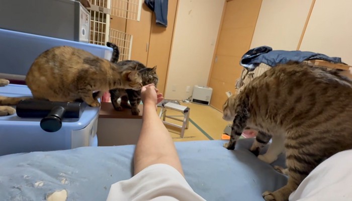 指に集まる猫