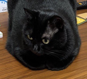 こたつの上でくつろぐ猫の顔