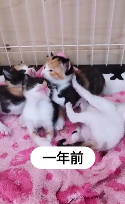 生後間もない子猫