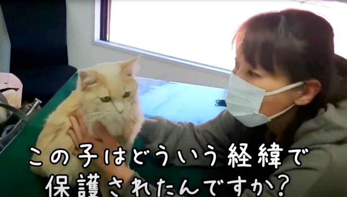 落ち着いた様子の猫