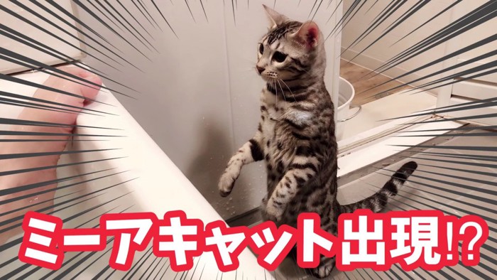 二本の足で立つ猫