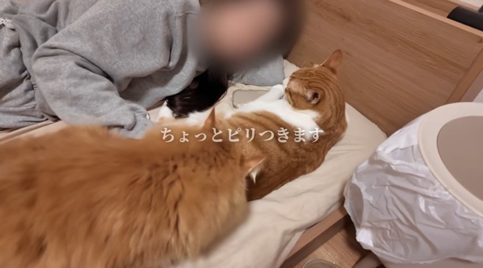 布団の上で人間に甘える猫