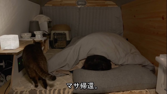 飼い主の隣に来た猫