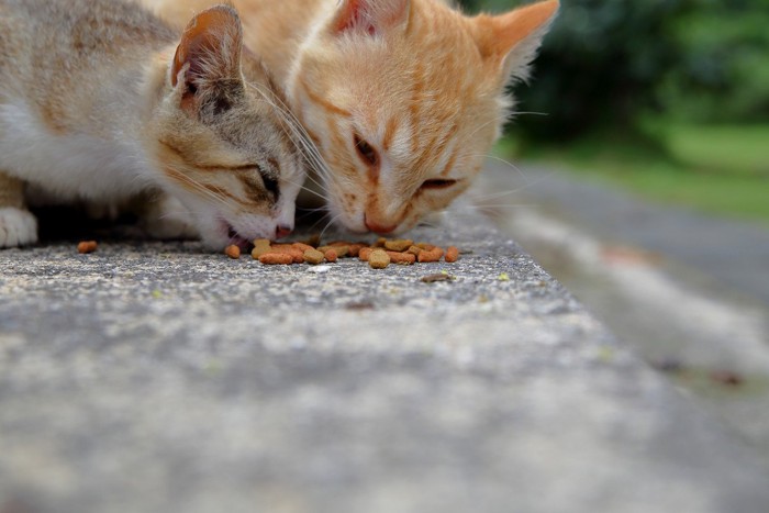 餌を食べる野良猫