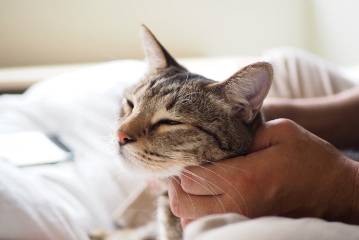 首をなでられる猫