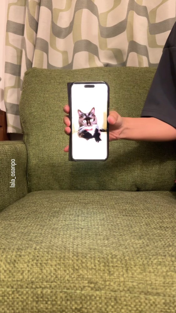 スマホに写った猫の写真