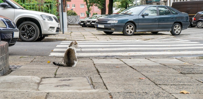 歩道に座っている猫