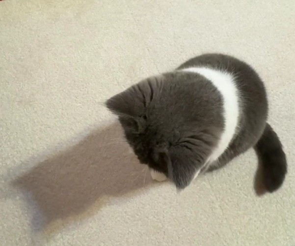 座って床を見ている猫