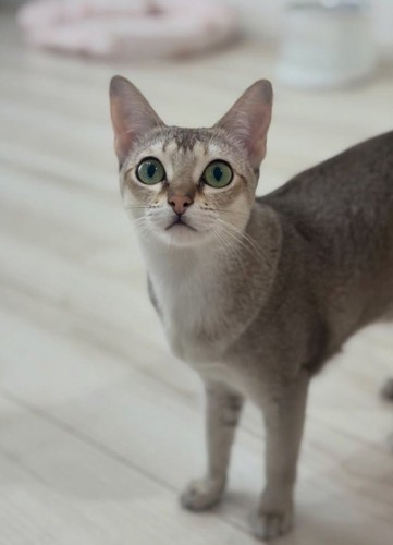 お尻が切れた猫の写真