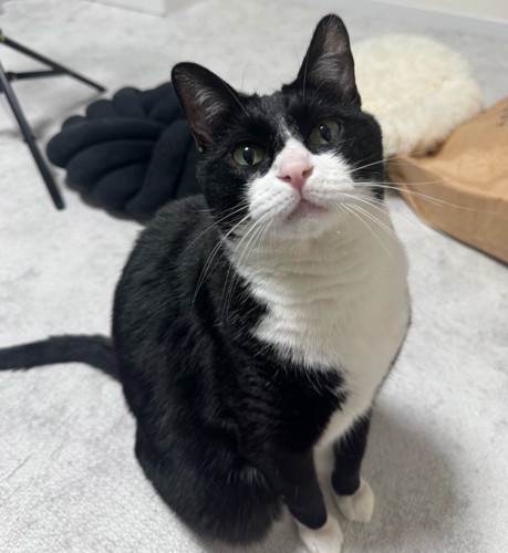お座りする猫