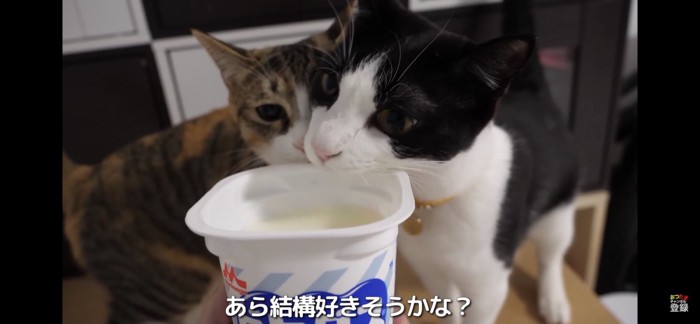 ヨーグルトのにおいを嗅ぐ猫