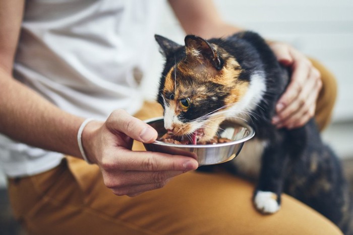 餌を食べる猫