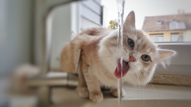 蛇口から水を飲んでいる猫