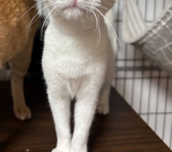 体がほっそりしている白猫