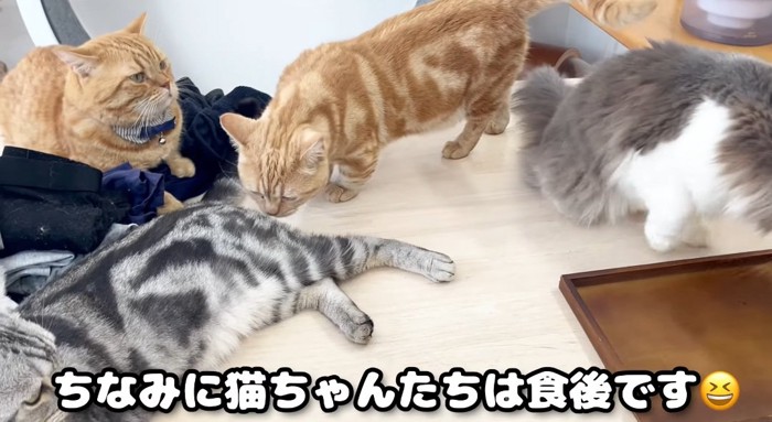 集まる猫