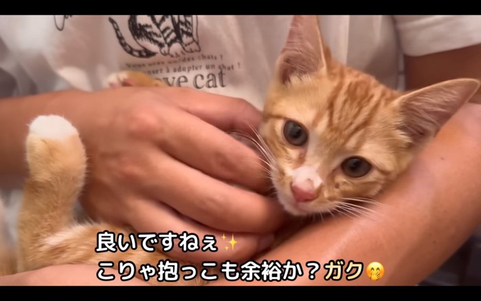 抱っこされる猫