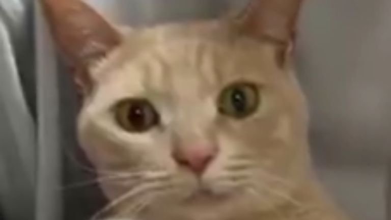 猫の顔