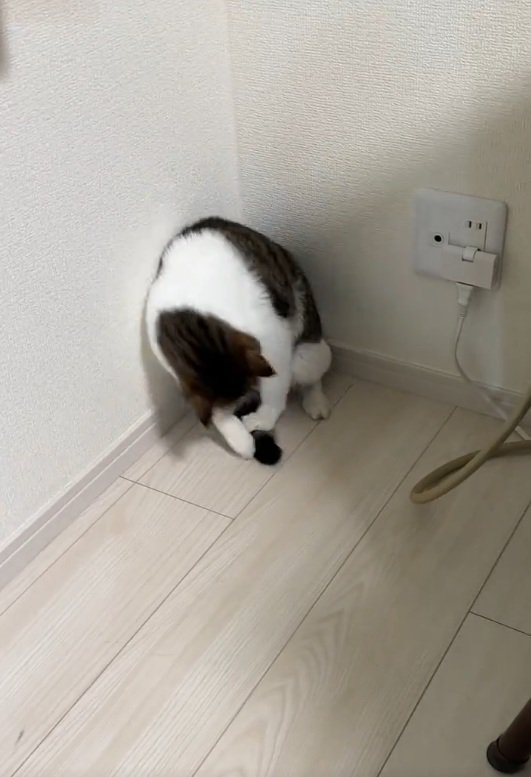 しっぽを掴む猫