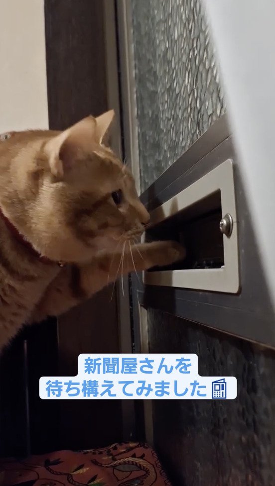 手を郵便受けに突っ込んで様子をみる猫