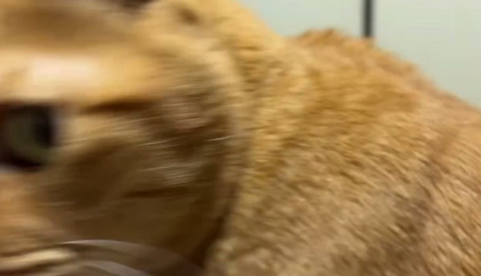 飼い主の方をふり返る猫