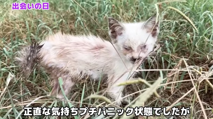 草むらを歩く子猫